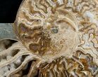 Beautiful Choffaticeras Ammonite - Half #5217-2